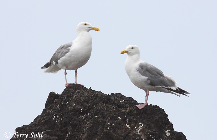 Western Gull - Larus occidentalis