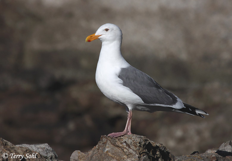 Western Gull - Larus occidentalis