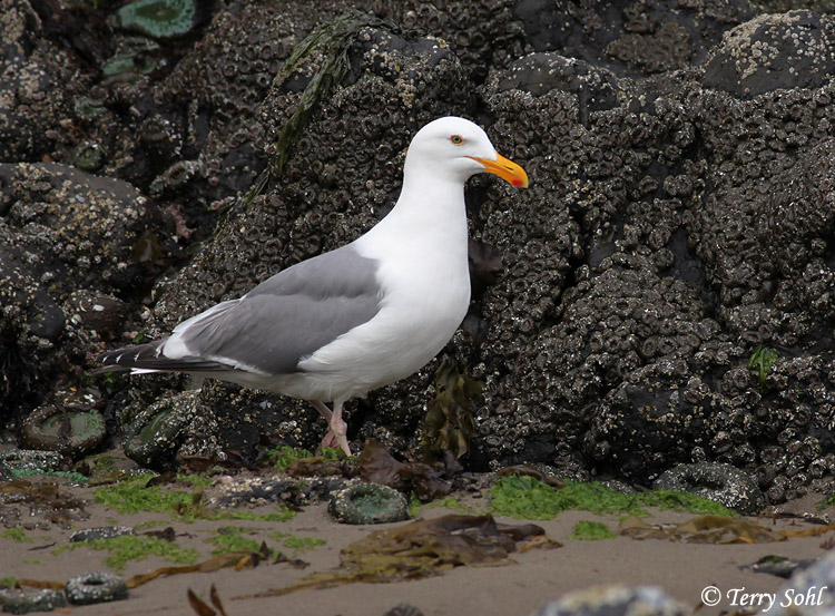 Western Gull - Larus occidentalis