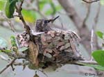 Anna's Hummingbird 15 - Calypte anna