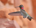 Anna's Hummingbird 3 - Calypte anna