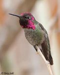 Anna's Hummingbird 9 - Calypte anna