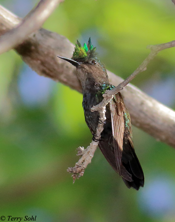 Antillean Crested Hummingbird - Orthorhyncus cristatus