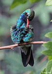 Broad-billed Hummingbird 15 - Cynanthus latirostris