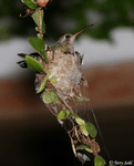 Broad-billed Hummingbird 2 - Cynanthus latirostris