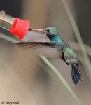 Broad-billed Hummingbird 3 - Cynanthus latirostris