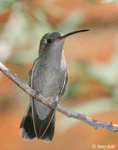 Broad-billed Hummingbird 6 - Cynanthus latirostris