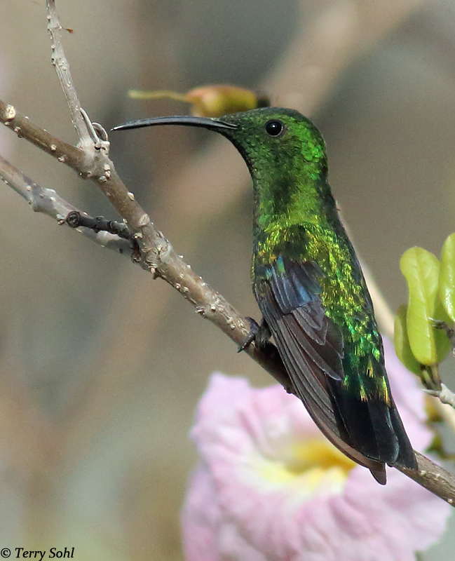 Green-throated Carib - Eulampis holosericeus