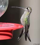 Rivoli's Hummingbird 10 - Eugenes fulgens
