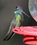 Rivoli's Hummingbird 11 - Eugenes fulgens