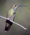 Rivoli's Hummingbird 12 - Eugenes fulgens