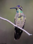 Rivoli's Hummingbird 13 - Eugenes fulgens