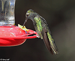 Rivoli's Hummingbird 15 - Eugenes fulgens