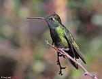 Rivoli's Hummingbird 16 - Eugenes fulgens