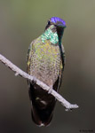 Rivoli's Hummingbird 1 - Eugenes fulgens