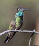 Rivoli's Hummingbird 3 - Eugenes fulgens