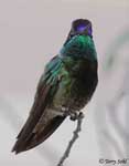 Rivoli's Hummingbird 5 - Eugenes fulgens