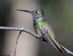 Rivoli's Hummingbird 8 - Eugenes fulgens