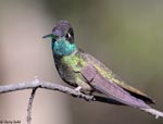 Rivoli's Hummingbird 9 - Eugenes fulgens