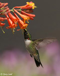 Ruby-throated Hummingbird 14 - Archilochus colubris