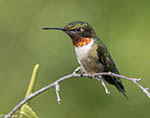 Ruby-throated Hummingbird 15 - Archilochus colubris