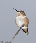 Rufous Hummingbird 10 - Selasphorus rufus