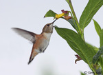 Rufous Hummingbird 12 - Selasphorus rufus
