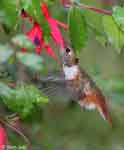 Rufous Hummingbird 14 - Selasphorus rufus