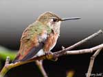 Rufous Hummingbird 16 - Selasphorus rufus