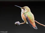 Rufous Hummingbird 17 - Selasphorus rufus
