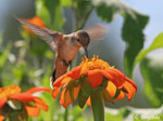 Rufous Hummingbird 3 - Selasphorus rufus