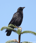 American Crow 11 - Corvus brachyrhynchos