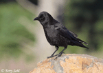 American Crow 13 - Corvus brachyrhynchos