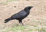 American Crow 2 - Corvus brachyrhynchos