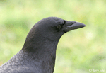 American Crow 3 - Corvus brachyrhynchos