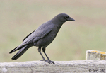 American Crow 6 - Corvus brachyrhynchos