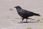 American Crow 7 - Corvus brachyrhynchos