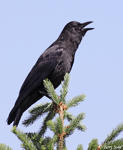 American Crow 8- Corvus brachyrhynchos