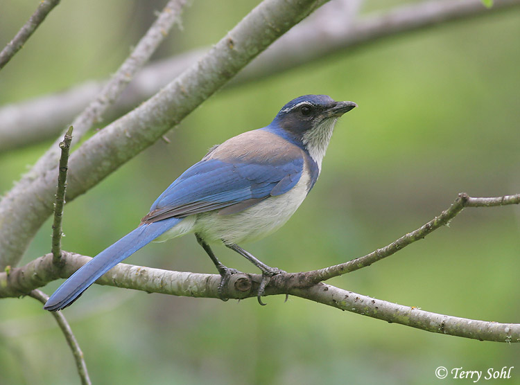 California Scrub Jay - Aphelocoma californica