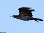 Chihuahuan Raven - Corvus cryptoleucus