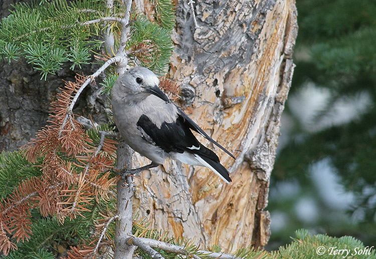 Clark's Nutcracker - Nucifraga columbiana