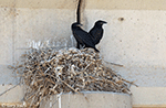 Common Raven 11 - Corvus corax