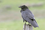 Common Raven 3 - Corvus corax