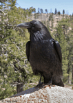 Common Raven 8 - Corvus corax