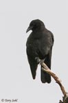 Northwestern Crow - Corvus caurinus