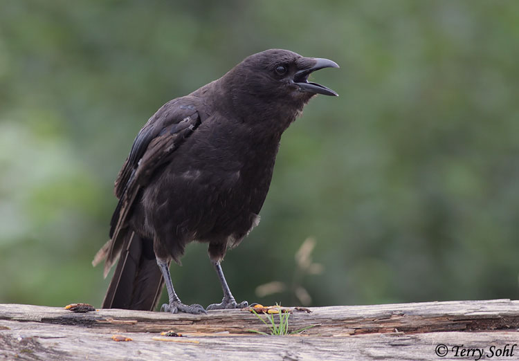 Northwestern Crow - Corvus caurinus