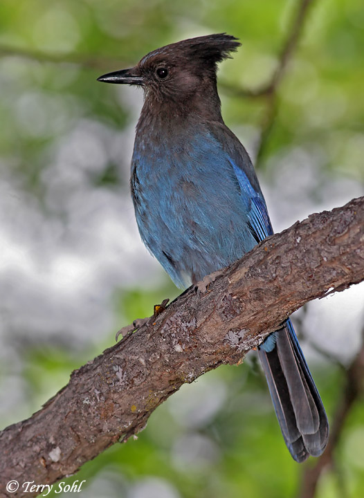 Steller's Jay - Cyanocitta stelleri