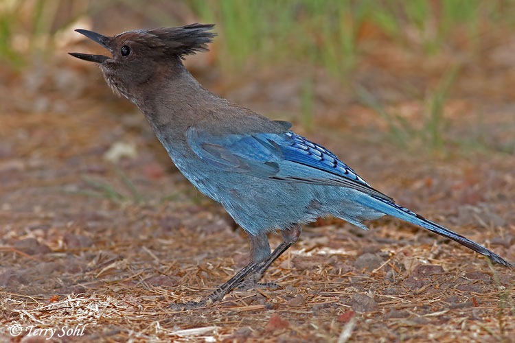 Steller's Jay - Cyanocitta stelleri