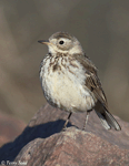 American Pipit 13 - Anthus rubescens