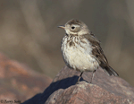 American Pipit 14 - Anthus rubescens
